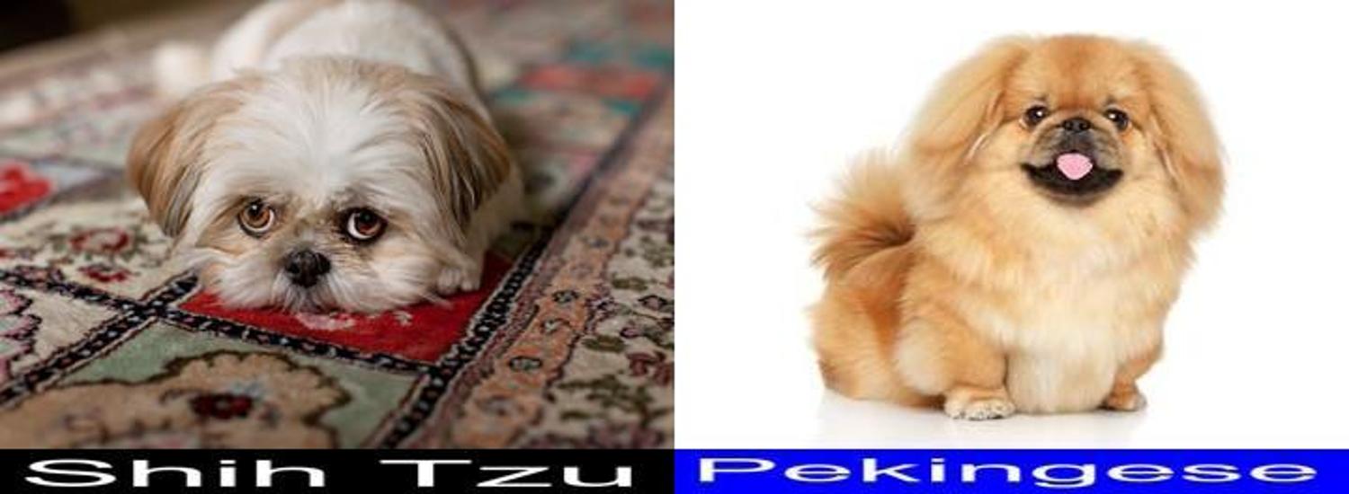 Which Is Better Between The Shih Tzu And The Pekingese Shih Tzu Society   Shih Tzu Vs Pekingese Which Is Better 